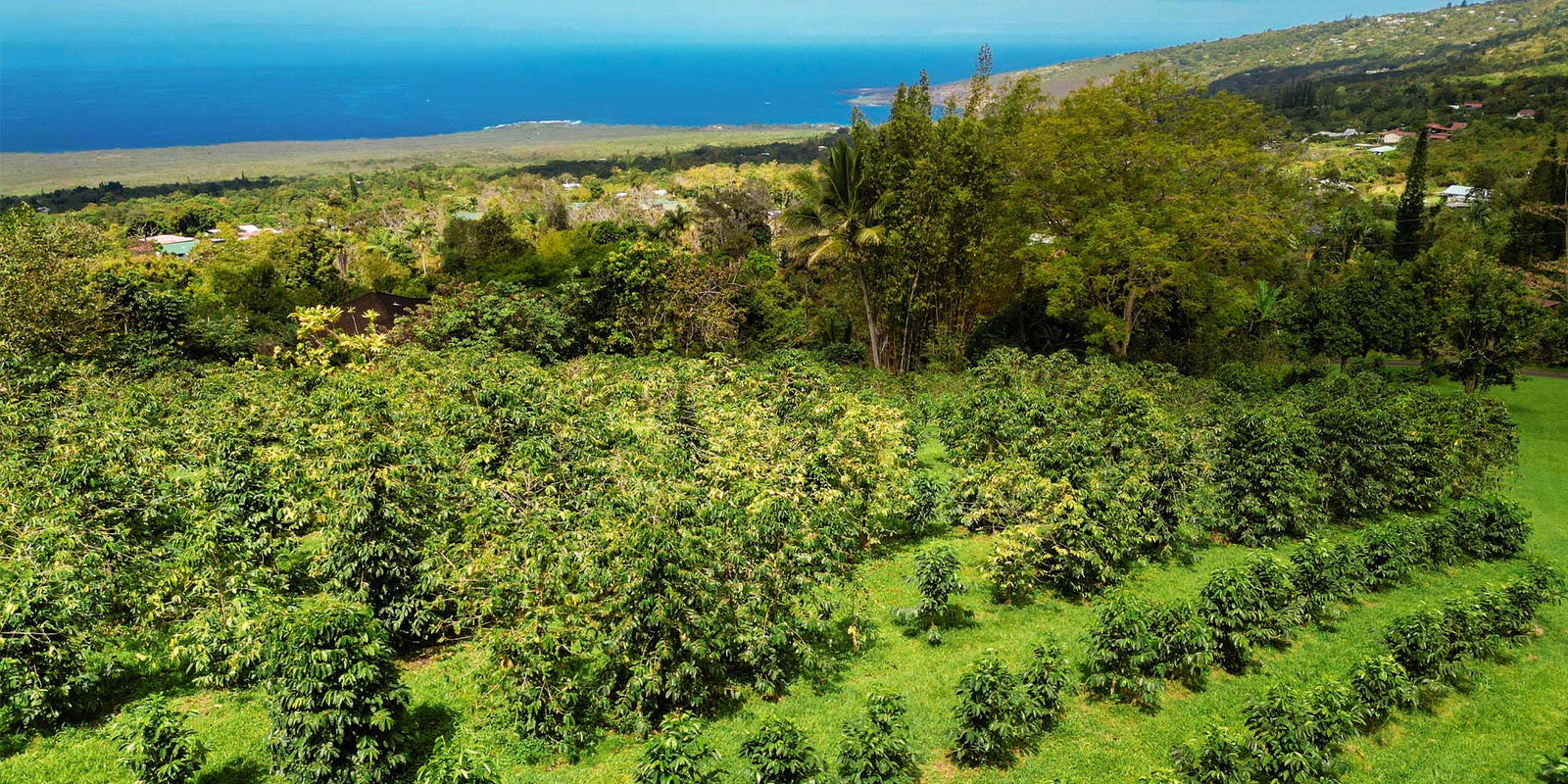 Kona Coffee Farm