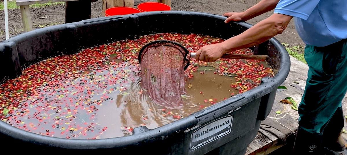 Ka'u Cloud Red Caturra & How We Used Yeast to Boost Coffee Quality - Big Island Coffee Roasters