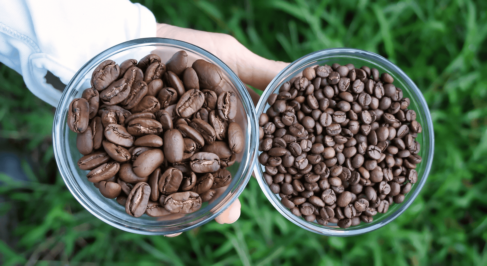Maui Mokka, Mokka, Mocha, Mokha - Big Island Coffee Roasters