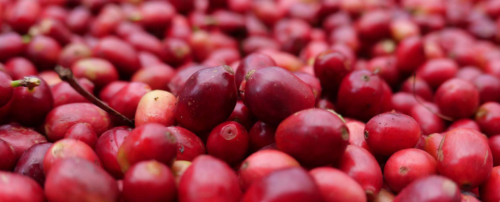 The Story Behind Our Natural Ka'u Maragogipe - Big Island Coffee Roasters