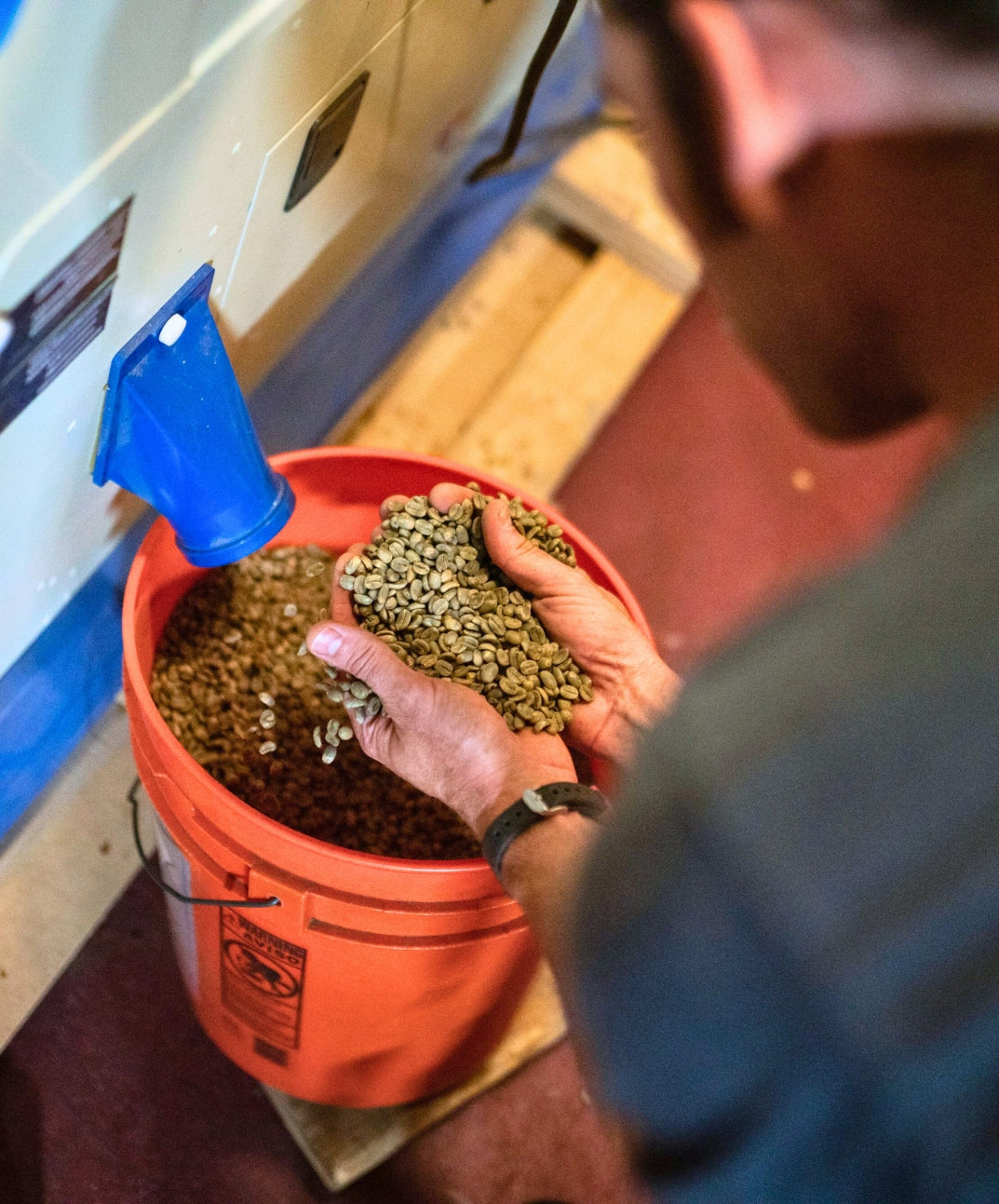 Inspecting quality of Ka'u coffee beans