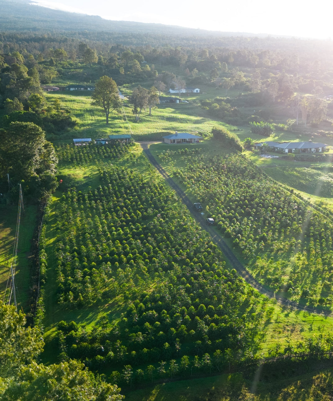 Aerial view of coffee farm in Hawaii