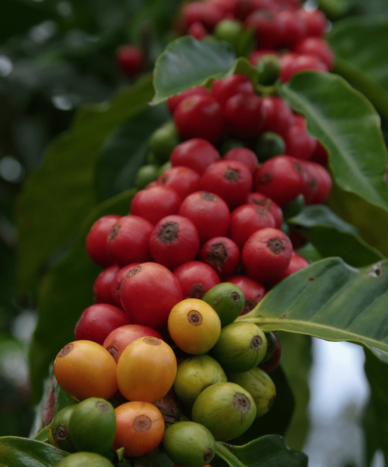 Ka'u Coffee Cherries